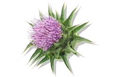 milk thistle