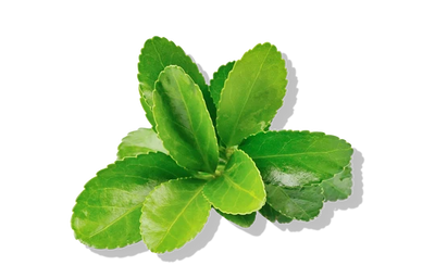 green tea extract